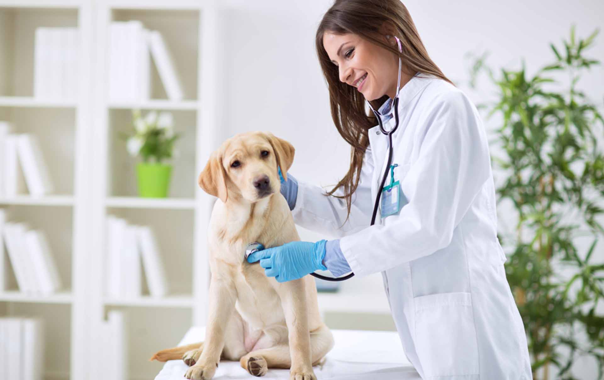 Veterinarias en PetMatch
